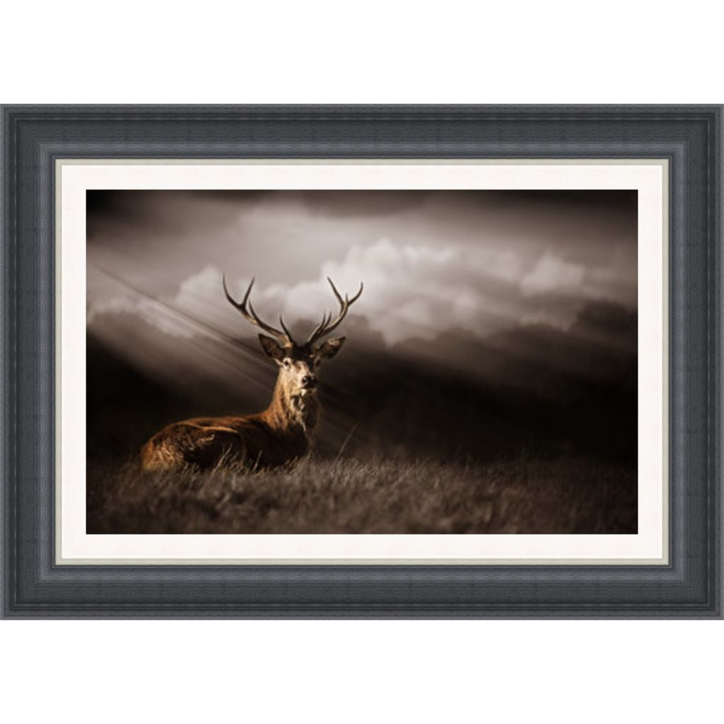 Deer Bathed in Sunrays Framed Picture