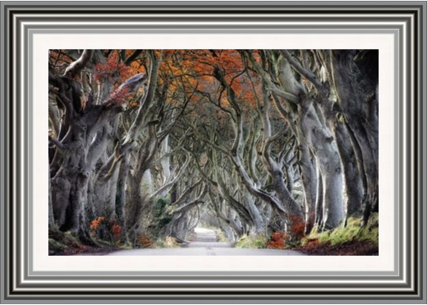 Autumn Dark Hedges Framed Picture by Artsource